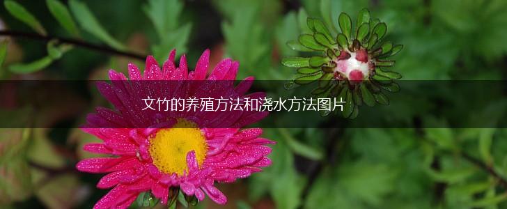 文竹的养殖方法和浇水方法图片,第1张