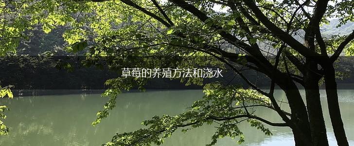草莓的养殖方法和浇水,第1张