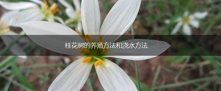 桂花树的养殖方法和浇水方法,第1张