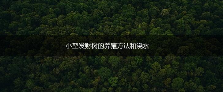 小型发财树的养殖方法和浇水,第1张