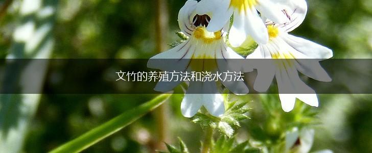 文竹的养殖方法和浇水方法,第1张