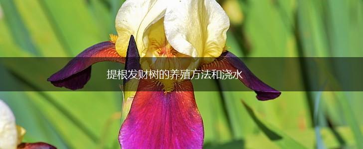 提根发财树的养殖方法和浇水,第1张