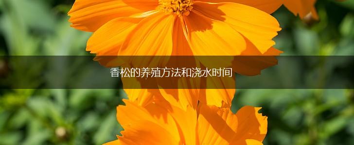 香松的养殖方法和浇水时间,第1张