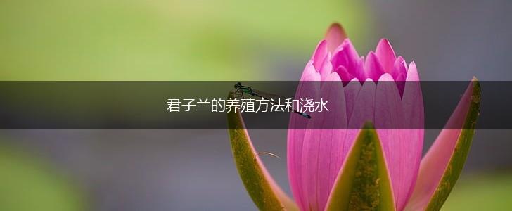 君子兰的养殖方法和浇水,第1张