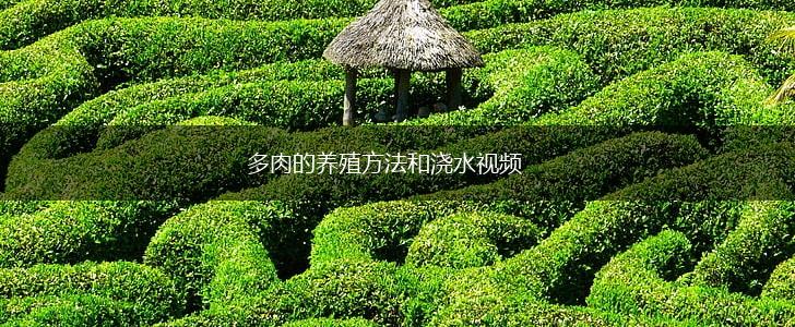 多肉的养殖方法和浇水视频,第1张