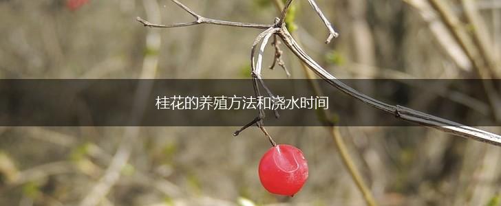 桂花的养殖方法和浇水时间,第1张
