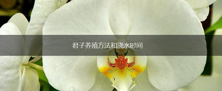 君子养殖方法和浇水时间,第1张