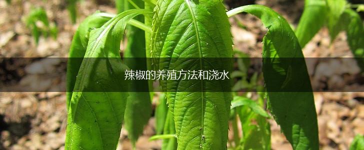 辣椒的养殖方法和浇水,第1张