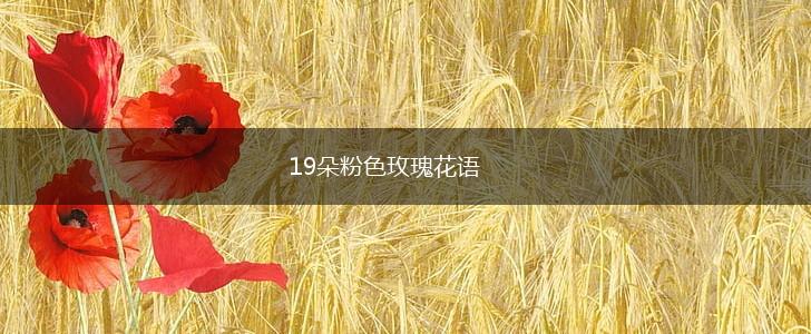 19朵粉色玫瑰花语,第1张