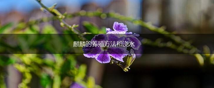 麒麟的养殖方法和浇水,第1张