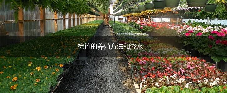 棕竹的养殖方法和浇水,第1张