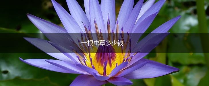 一根虫草多少钱,第1张