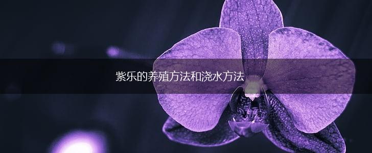 紫乐的养殖方法和浇水方法,第1张