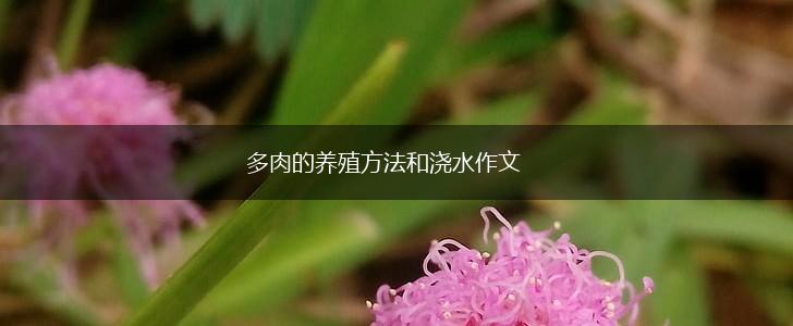 多肉的养殖方法和浇水作文,第1张