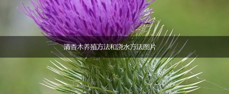 清香木养殖方法和浇水方法图片,第1张