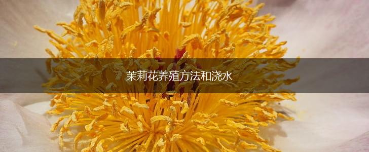 茉莉花养殖方法和浇水,第1张