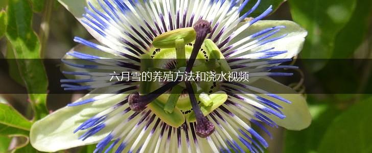 六月雪的养殖方法和浇水视频,第1张