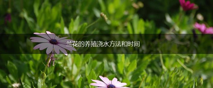 兰花的养殖浇水方法和时间,第1张