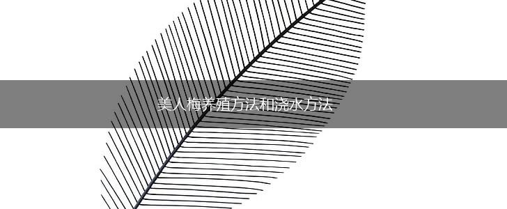 美人梅养殖方法和浇水方法,第1张