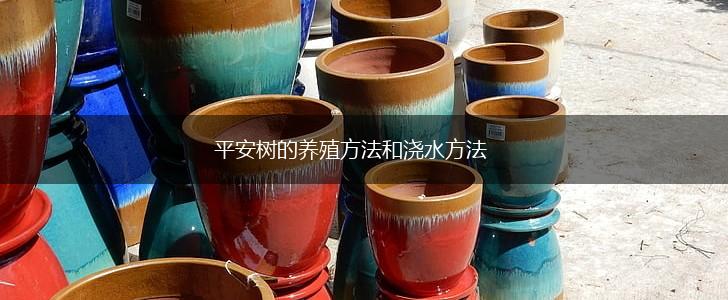 平安树的养殖方法和浇水方法,第1张