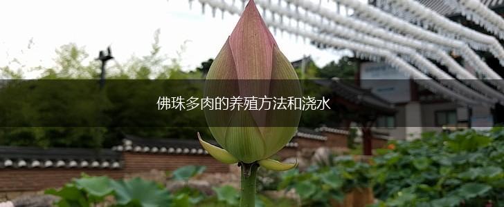 佛珠多肉的养殖方法和浇水,第1张