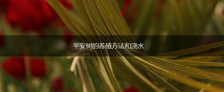 平安树的养殖方法和浇水,第1张