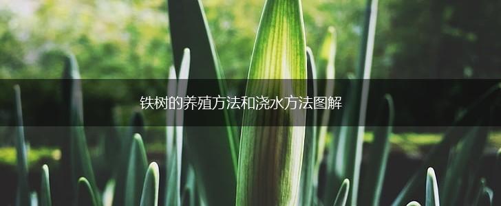 铁树的养殖方法和浇水方法图解,第1张