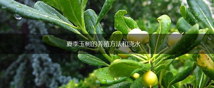 夏季玉树的养殖方法和浇水,第1张