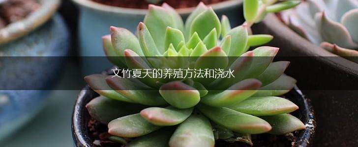 文竹夏天的养殖方法和浇水,第1张