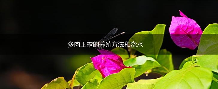 多肉玉露的养殖方法和浇水,第1张