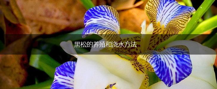 黑松的养殖和浇水方法,第1张