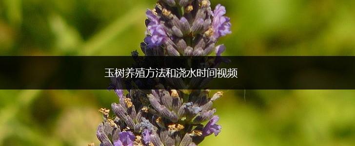 玉树养殖方法和浇水时间视频,第1张