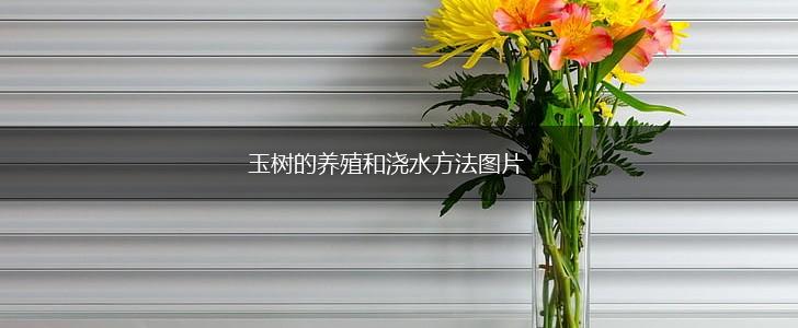 玉树的养殖和浇水方法图片,第1张