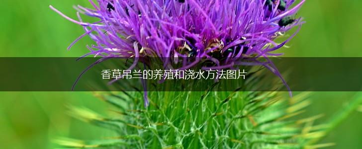 香草吊兰的养殖和浇水方法图片,第1张