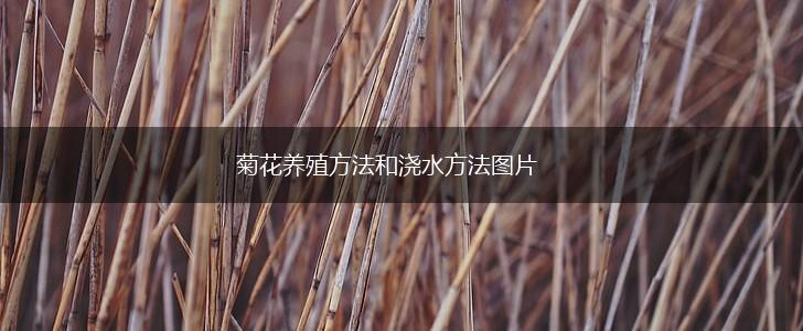 菊花养殖方法和浇水方法图片,第1张