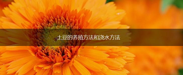 土豆的养殖方法和浇水方法,第1张