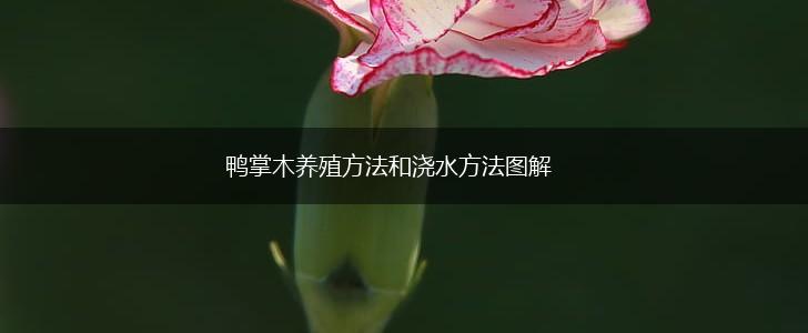 鸭掌木养殖方法和浇水方法图解,第1张