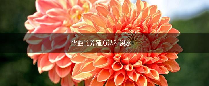 火鹤的养殖方法和浇水,第1张