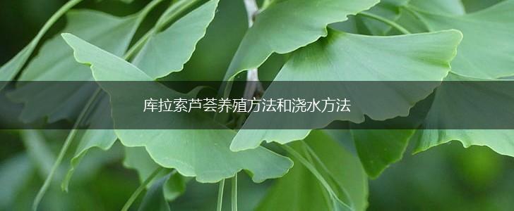 库拉索芦荟养殖方法和浇水方法,第1张