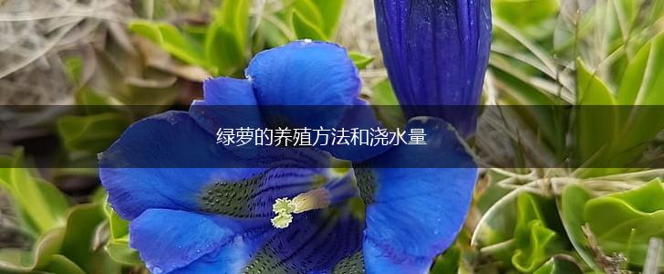 绿萝的养殖方法和浇水量,第1张