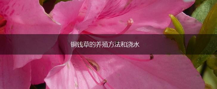 铜钱草的养殖方法和浇水,第1张