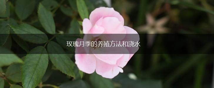 玫瑰月季的养殖方法和浇水,第1张