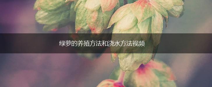 绿萝的养殖方法和浇水方法视频,第1张