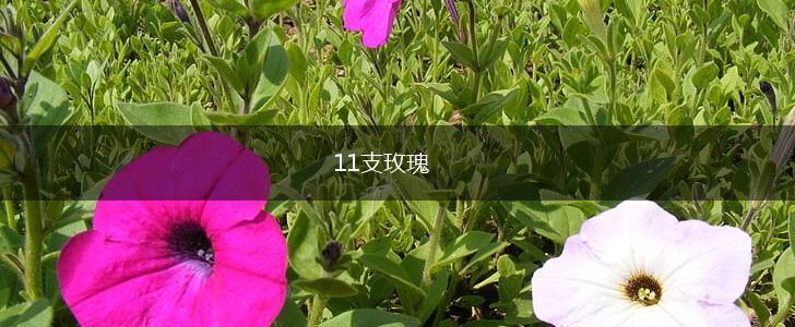 11支玫瑰,第1张