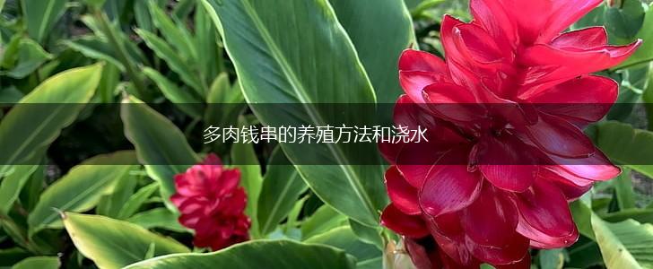 多肉钱串的养殖方法和浇水,第1张