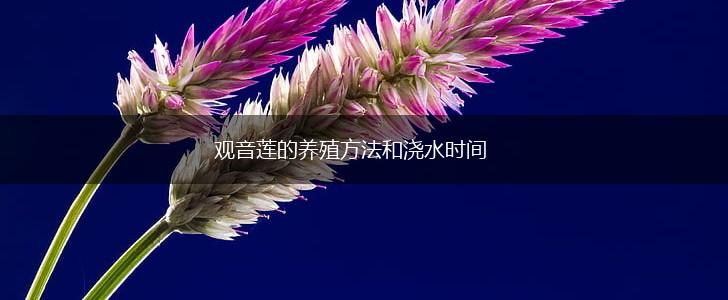 观音莲的养殖方法和浇水时间,第1张