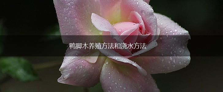 鸭脚木养殖方法和浇水方法,第1张