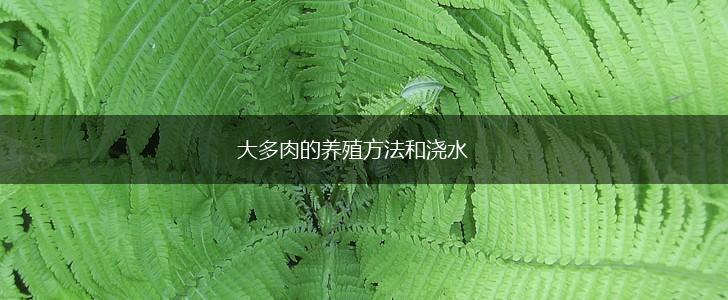 大多肉的养殖方法和浇水,第1张