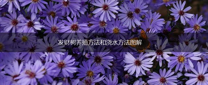 发财树养殖方法和浇水方法图解,第1张