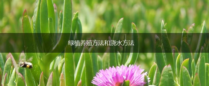 绿植养殖方法和浇水方法,第1张